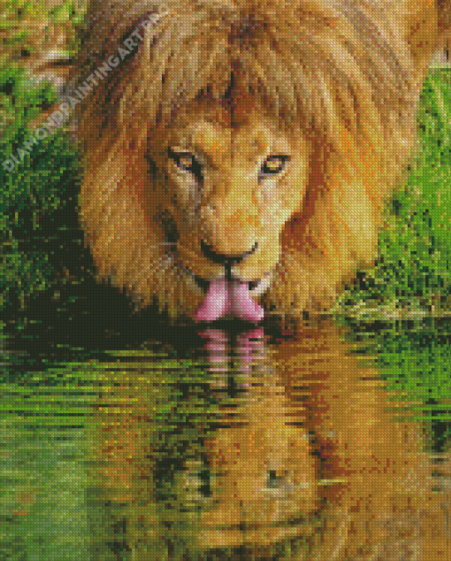 Wild Lion Drinking Diamond Painting