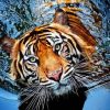 Wild Tiger In Water Diamond Painting