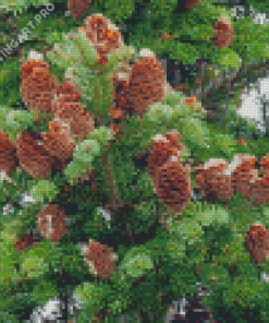 Balsam Fir Tree Diamond Painting