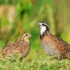 Bobwhite Quail Birds Diamond Painting