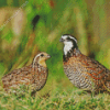 Bobwhite Quail Birds Diamond Painting