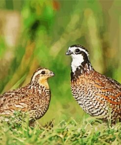 Bobwhite Quail Birds Diamond Painting