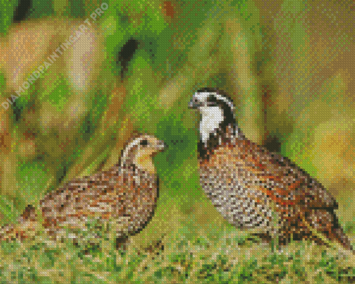 Bobwhite Quail Birds Diamond Painting