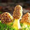 Morel Mushrooms Diamond Painting