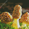 Morel Mushrooms Diamond Painting