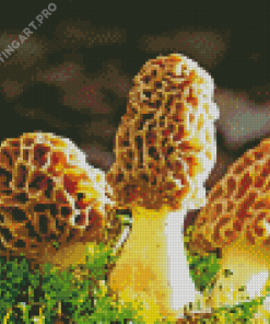 Morel Mushrooms Diamond Painting