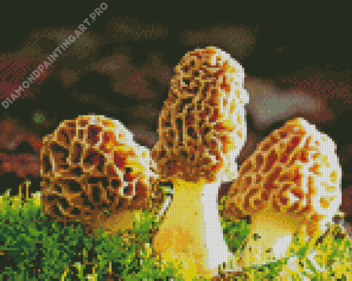 Morel Mushrooms Diamond Painting