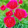 Pink Peonies Officinalis Diamond Painting