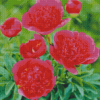 Pink Peonies Officinalis Diamond Painting