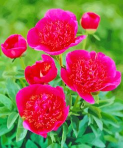 Pink Peonies Officinalis Diamond Painting