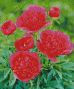 Pink Peonies Officinalis Diamond Painting