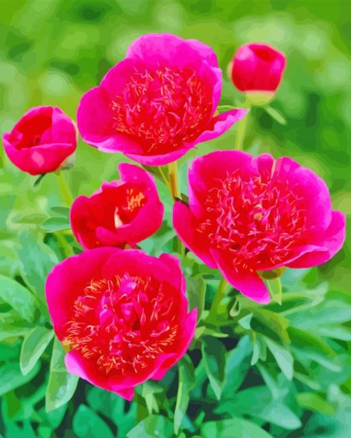 Pink Peonies Officinalis Diamond Painting