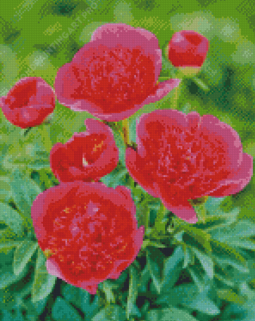 Pink Peonies Officinalis Diamond Painting