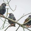 Starling Birds On Sticks Diamond Painting