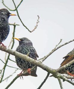 Starling Birds On Sticks Diamond Painting