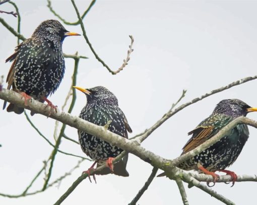 Starling Birds On Sticks Diamond Painting