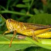 Yellow Grasshoppers Diamond Painting