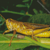 Yellow Grasshoppers Diamond Painting