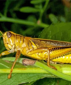 Yellow Grasshoppers Diamond Painting