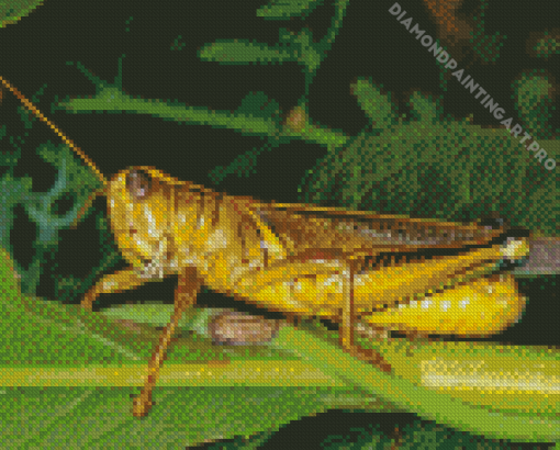 Yellow Grasshoppers Diamond Painting