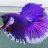 Purple Betta Fish Diamond Painting