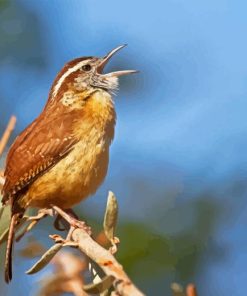 Carolina Wren Diamond Painting