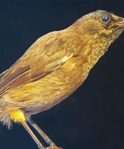 The Kauai Bird Diamond Painting