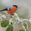 Eurasian Bullfinch Bird On Tree Branch Diamond Painting