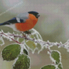 Eurasian Bullfinch Bird On Tree Branch Diamond Painting