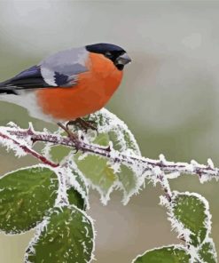 Eurasian Bullfinch Bird On Tree Branch Diamond Painting