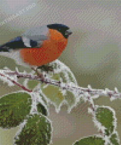 Eurasian Bullfinch Bird On Tree Branch Diamond Painting